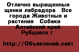 Отлично выращенные щенки лабрадора - Все города Животные и растения » Собаки   . Алтайский край,Рубцовск г.